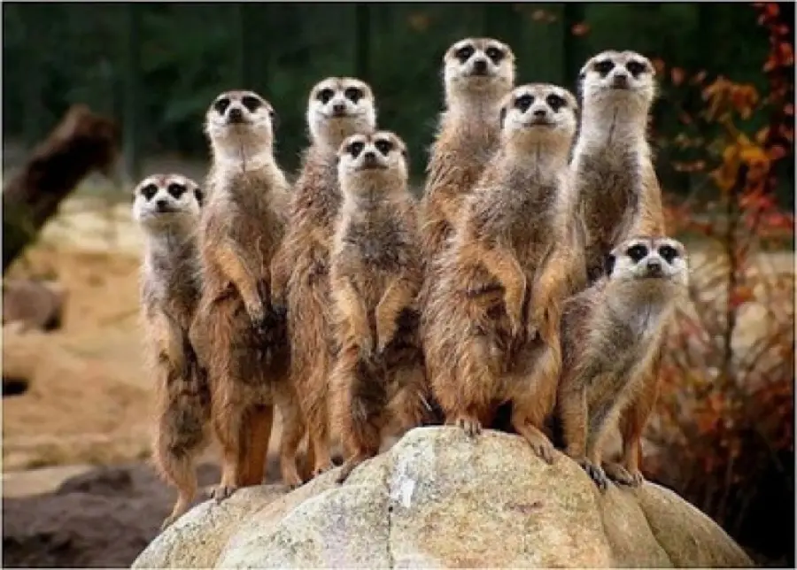 Zoo